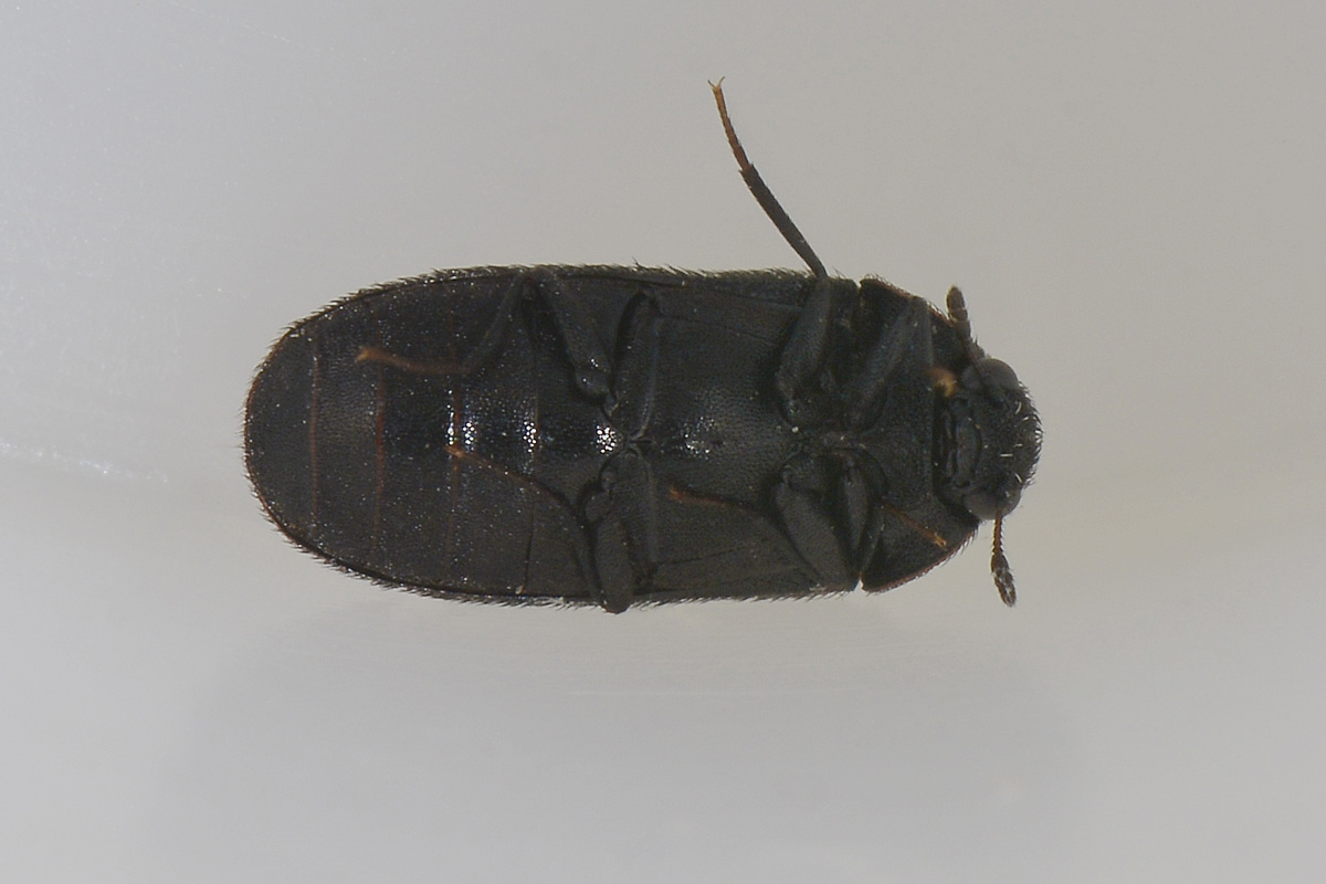 Megatoma undata, Dermestidae
